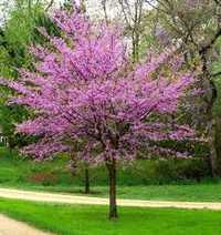 Cercis canadensis