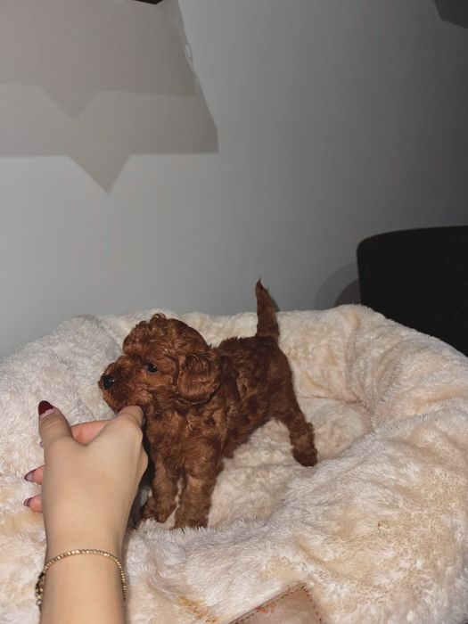 Той пудели/ Toy poodle
