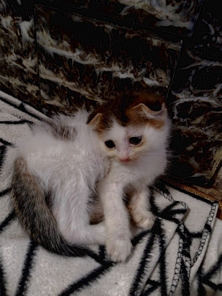 Котёнок Вислоухий девочка