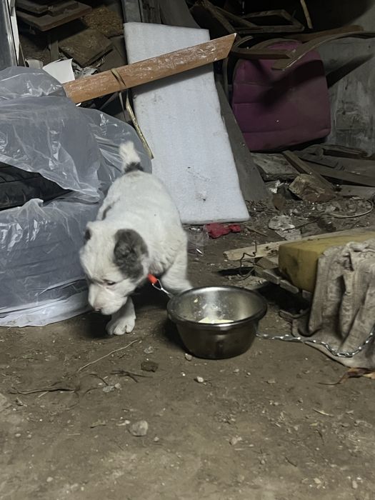 Алабай 1 жарым айлық