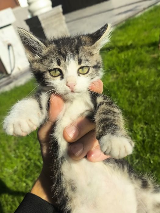 Мушук берилади 3 ойлик