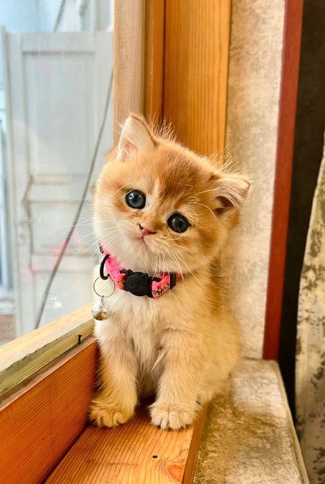 Britan shinshila kobby qiz sotiladi