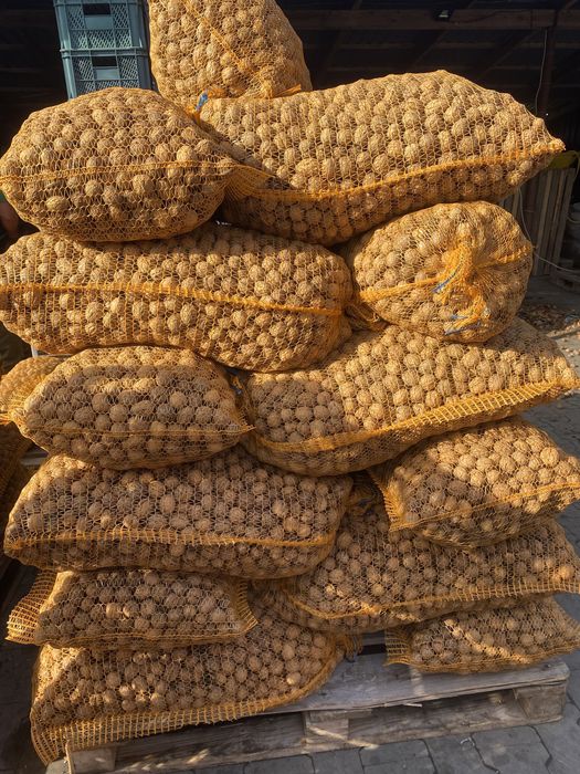 Nuci in coajă 2025 Cantități Mari