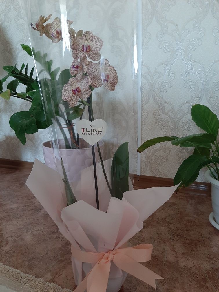 Продам  цвети орхедия