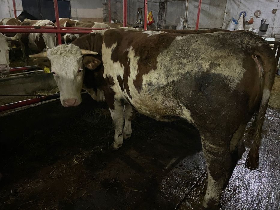 Vand juninci gestante