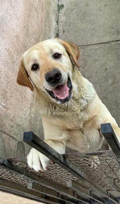 Donez 2 masculi Labrador