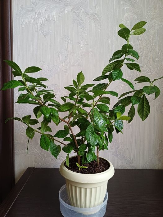 Гардения жасминовидная