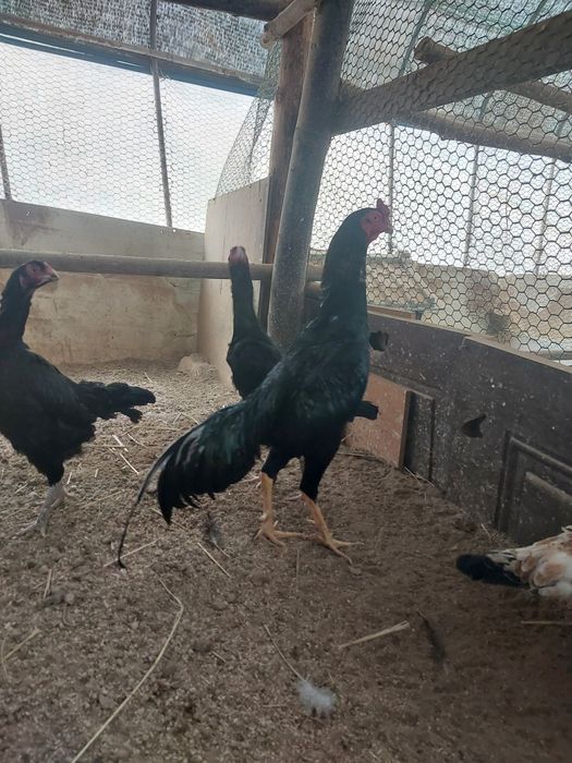 Карейцкие Петухи