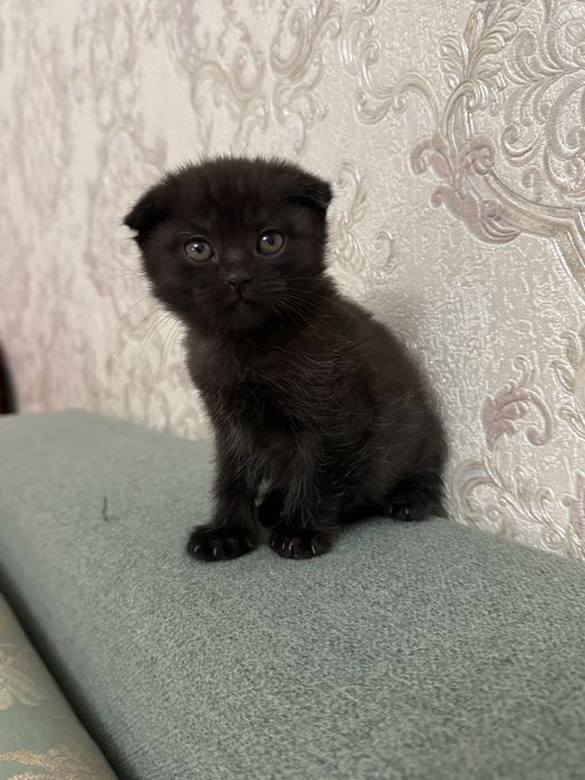 Котенок вислоухи (мальчик)