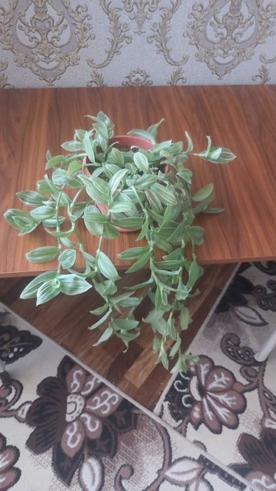 Комнатные цветы Традесканция зебрина