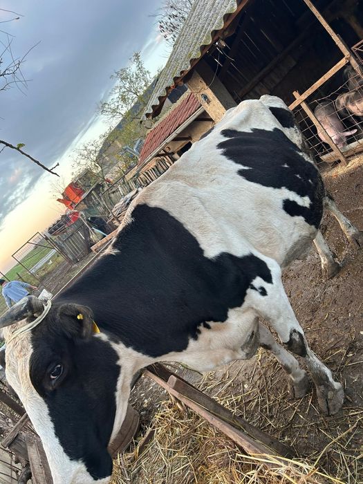 Vând 2 tauri și 2 vaci