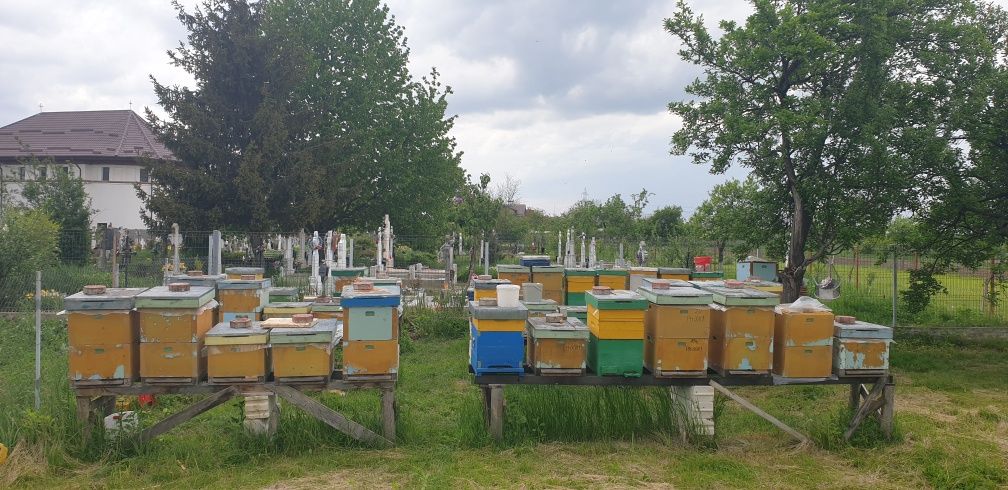 Vand familii de albine.