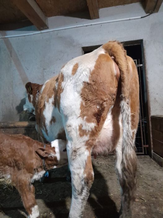 Vând două vaci cu viței