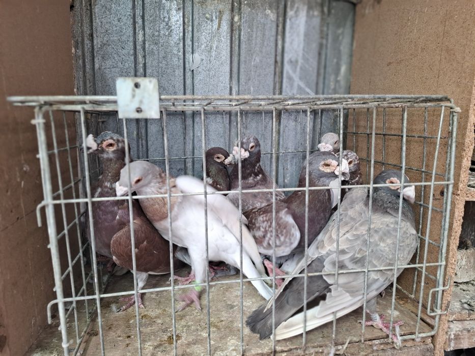 Vand porumbei voiejori de stil vechi