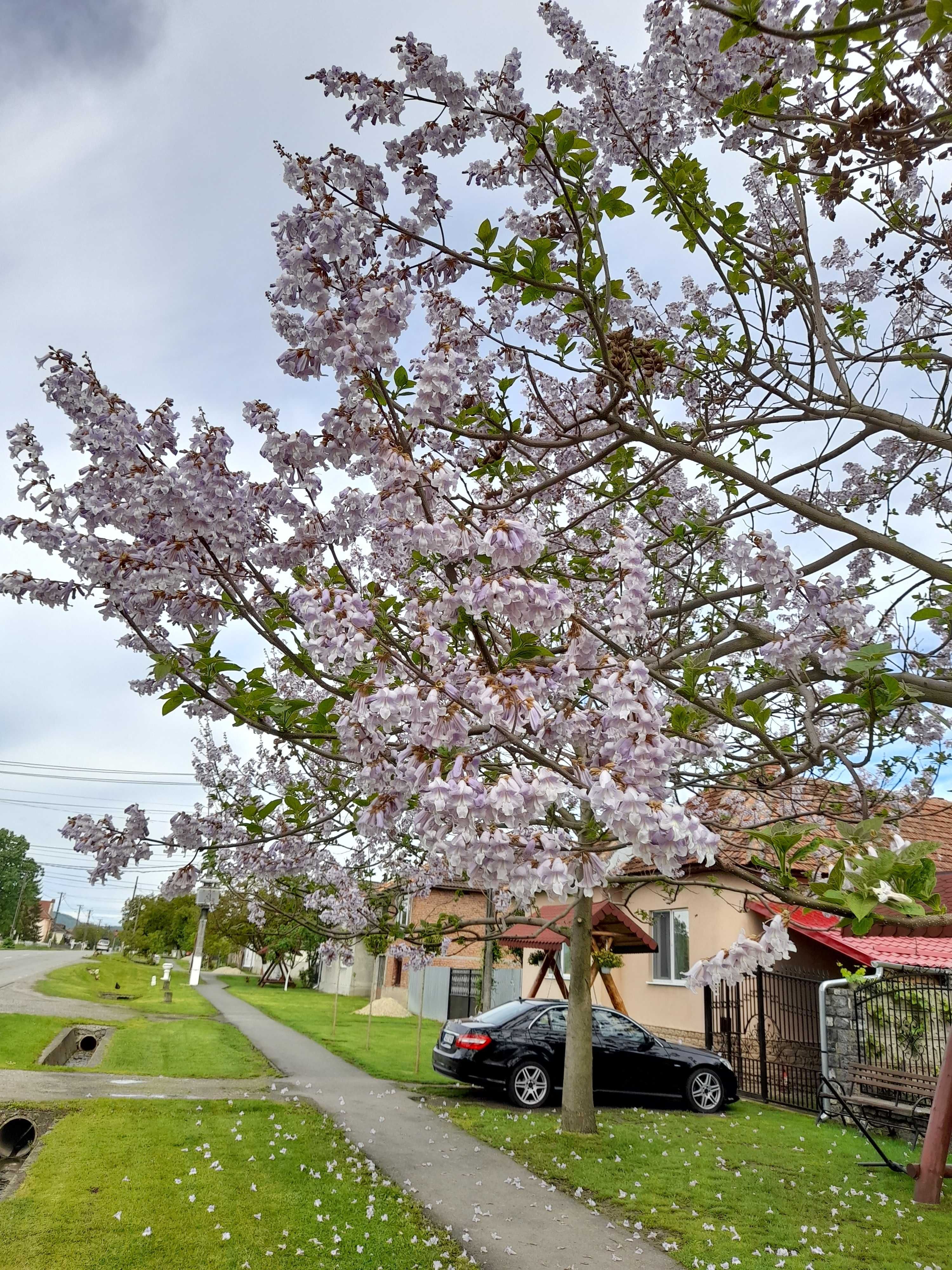 Arbori ornamentali absorb praful, zgomotul, Paulownia 3,5 m inaltime.