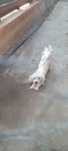 Donez cateluse bichon maltez alb