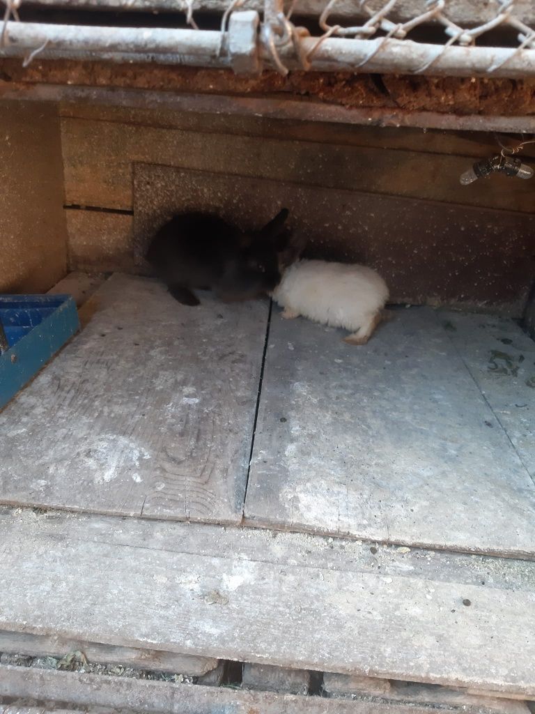 Iepurași pitici cap de leu