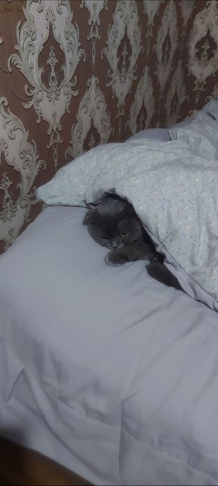 Кошка пародистая