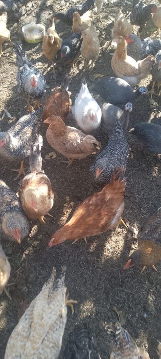 Găini de vânzare tinere