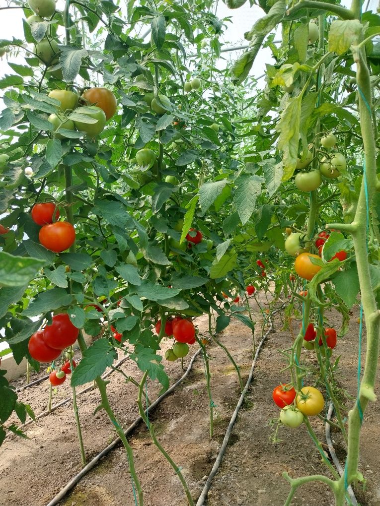 Roșii românești dulci bio!