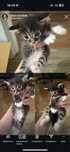 Котята двух месячные