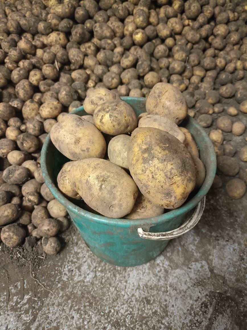 Продам картошку едовую
