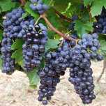 Struguri de vin adusi acasa pret producator diverse soiuri albi/negri