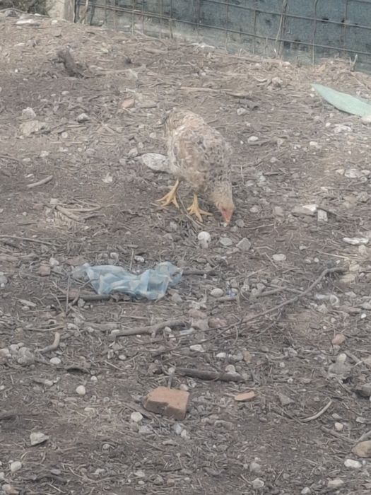 Găini și cocosii de vânzare