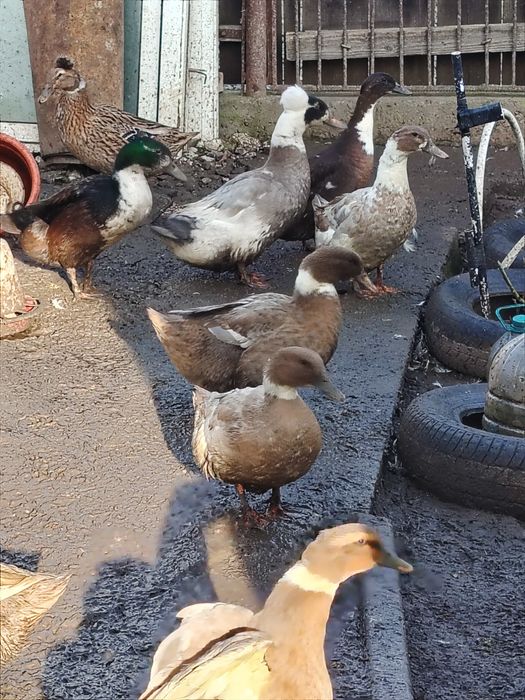 Vând rațe de rasa cu moț