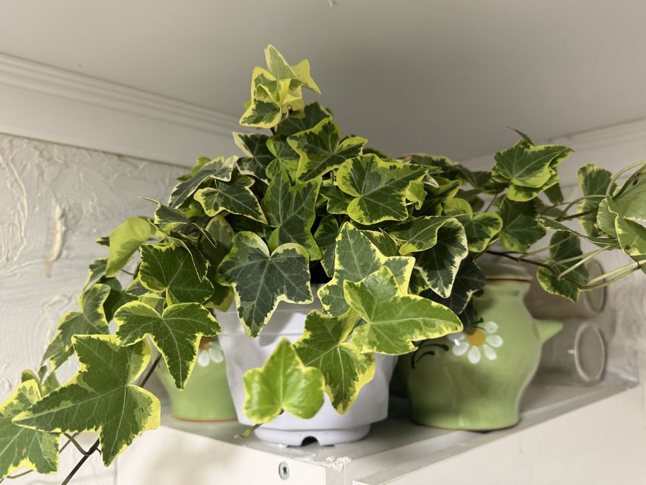 Продам плющ(хедера)