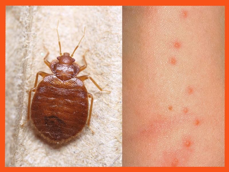 Уничтожения клопов и тараканов