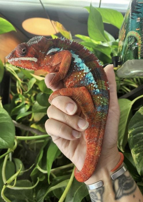 Panther/Veiled cameleon la comandă