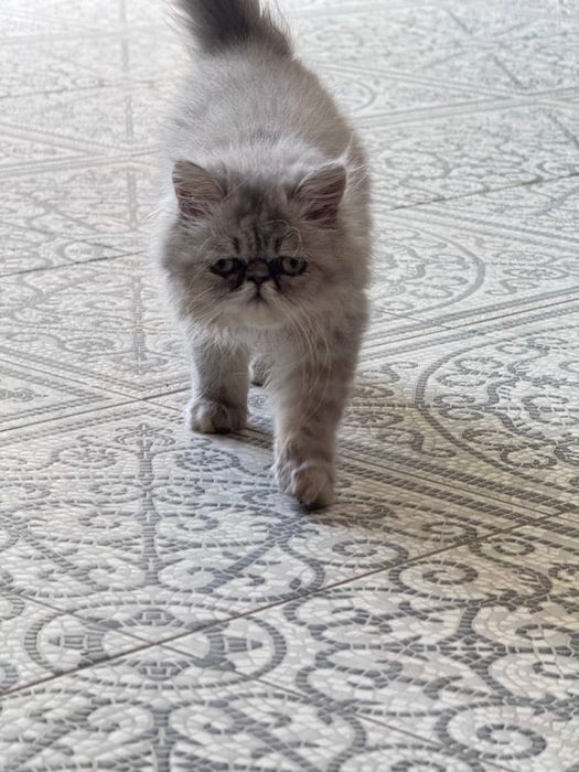 Продается породистый котенок