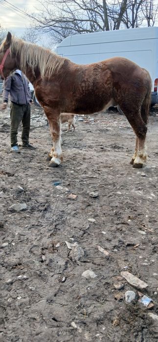 Vând sau schimb cu junici manz de 2 ani castrat fără defecte