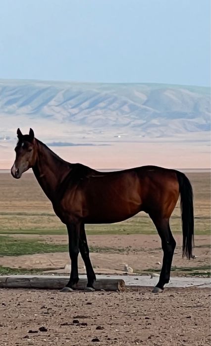 Тазақанды айғыр сатылады