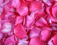 Ароматные живые лепестки роз