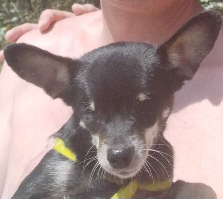 Потерялась собака!!! Помогите!!!