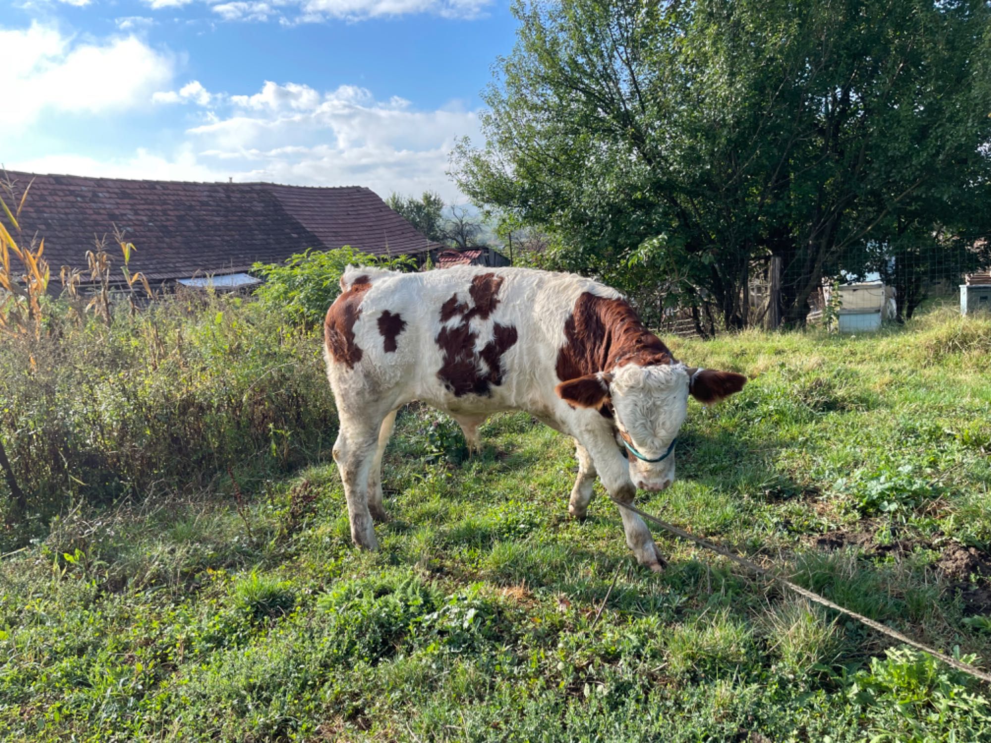 Vând taur de rasă