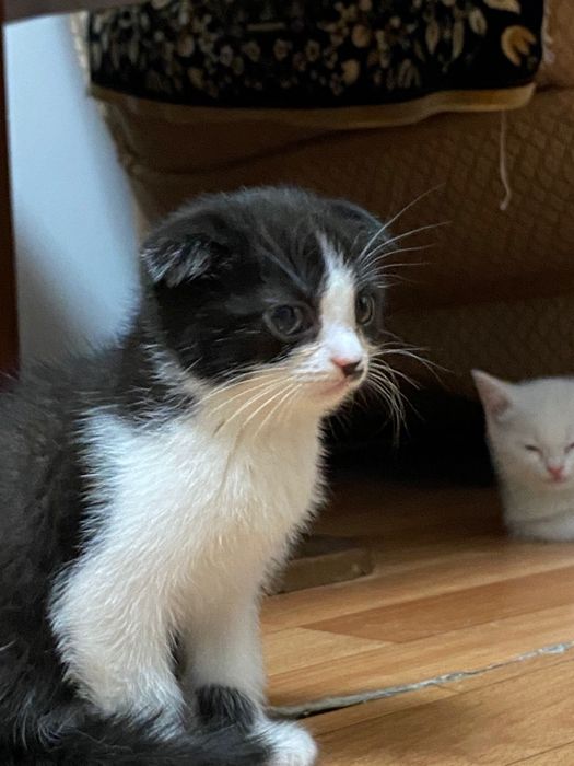 Продам котёнка 2 х месячный порода шотланка .