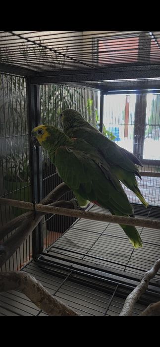 Pereche Papagali Amazon cu frunte albastra