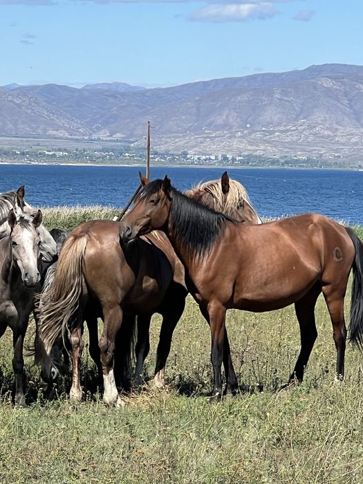 Срочно продам 40 голов кабыл