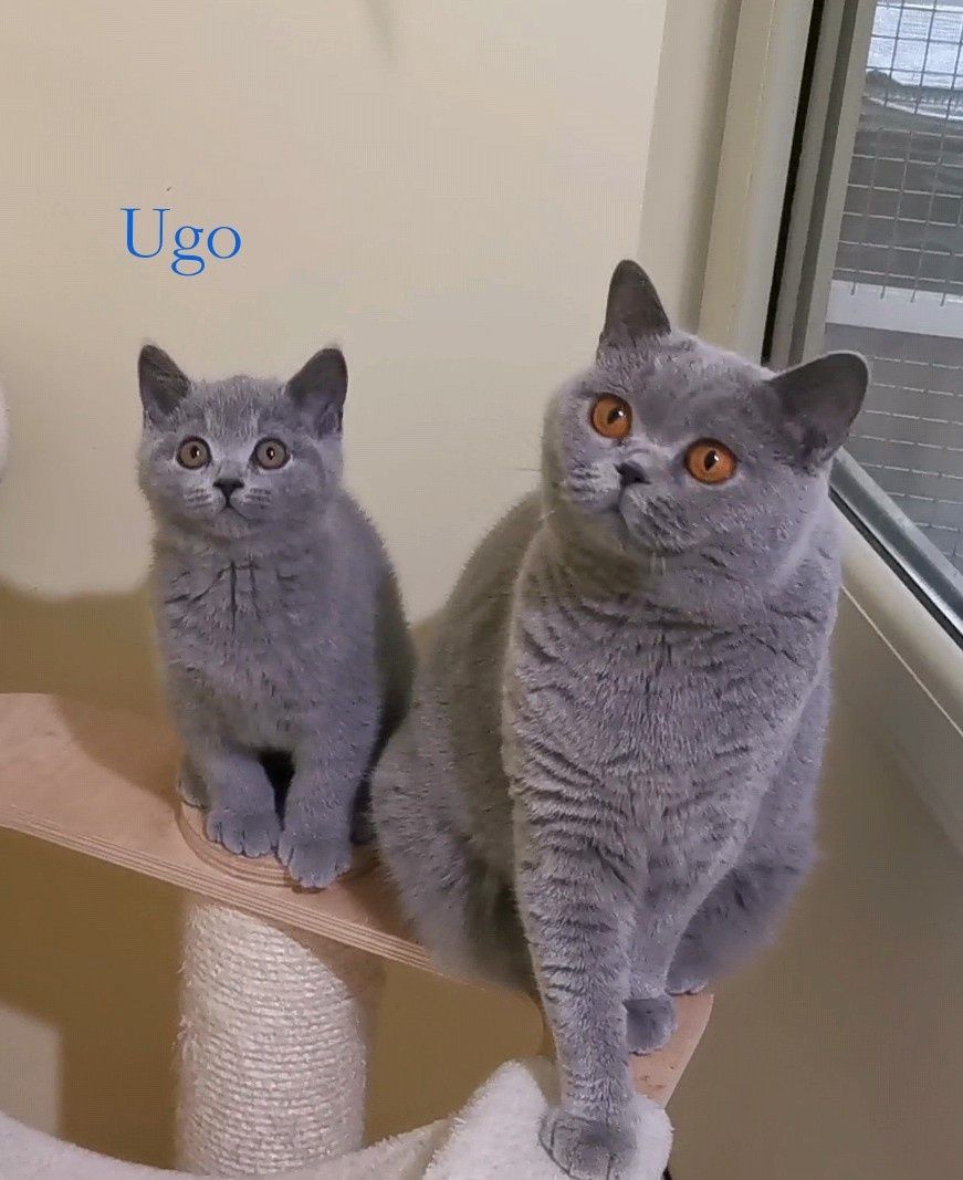 British shorthair blue cu pedigree