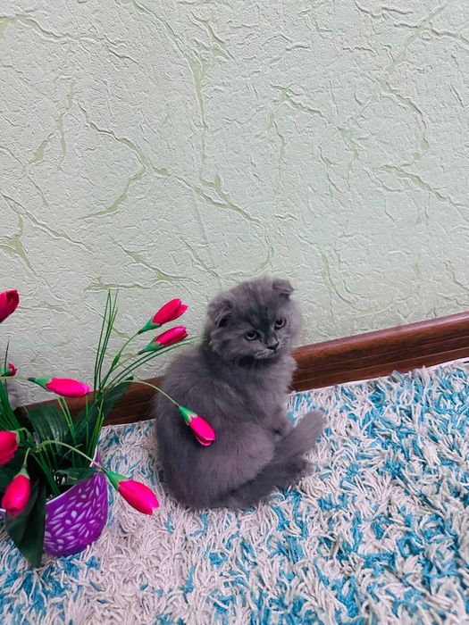 Чистокровний Хейленд фолд