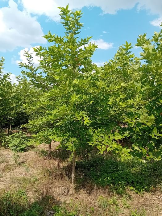 Vând platani copaci ornamentali