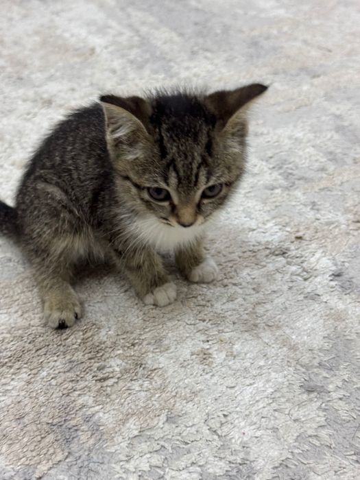 Котенок в добрые руки