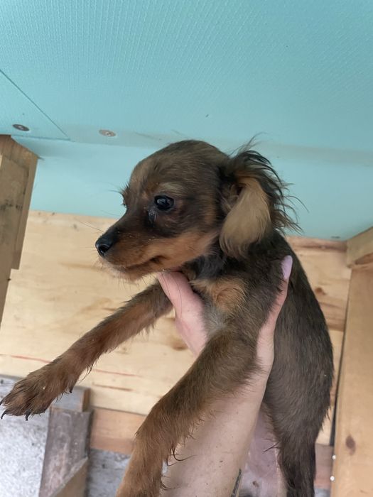 Подарявам 3 малки кученца