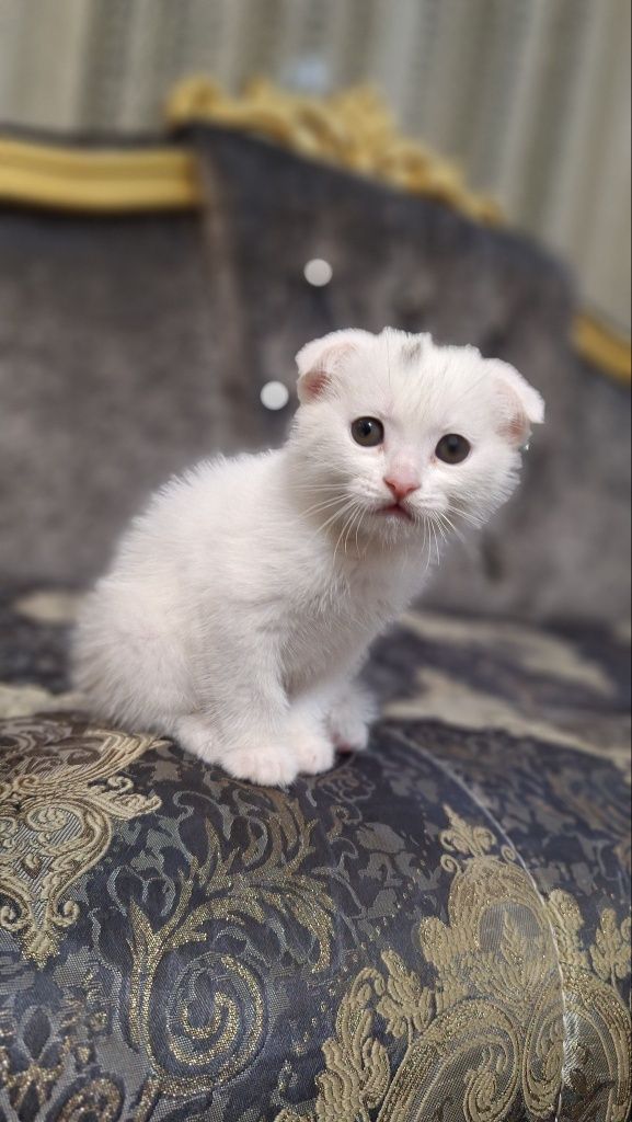 Котята (шотландский вислоухий)