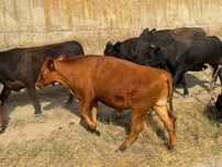 Taurasi/vitei de vanzare rasa Aberdeen Angus
