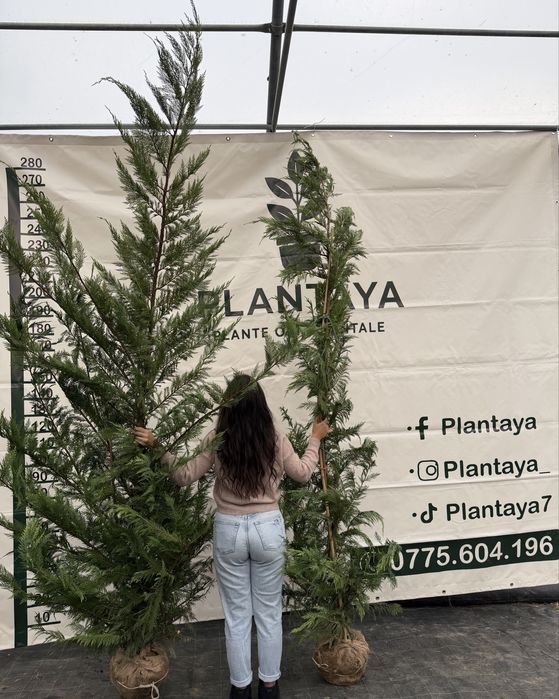 Leylandi Balot 2.5-3m