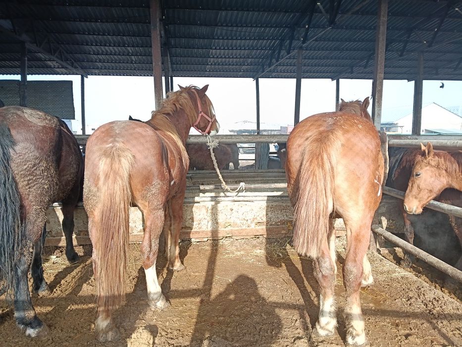 Лошади молодие жирные